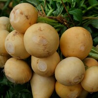  NAVET NAVET-Jaune boule d'or race GOLDANA (Brassica rapa subsp. rapa)-Graines non traitées - Graineterie A. DUCRETTET