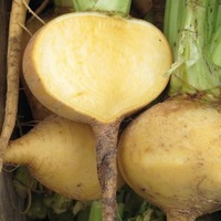 Graines potagères NAVET Jaune boule d'or (Brassica rapa subsp. rapa) - Graineterie A. DUCRETTET