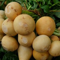  NAVET NAVET-Jaune boule d'or race GOLDANA (Brassica rapa subsp. rapa)-Graines pelliculées non traitées - Graineterie A. DUCRETTET