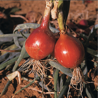  OIGNON OIGNON-Bronzé d'Amposta (Allium cepa)-Graines biologiques certifiées - Graineterie A. DUCRETTET