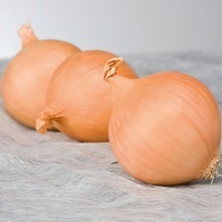 Graines potagères OIGNON BIO HYLANDER F1 (ALLIUM CEPA) - Graineterie A. DUCRETTET