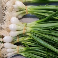 Graines potagères OIGNON de PARIS (Allium cepa) - Graineterie A. DUCRETTET