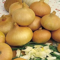 Graines potagères OIGNON Paille des vertus (Allium cepa) - Graineterie A. DUCRETTET