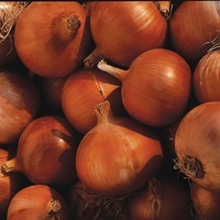  OIGNON OIGNON-Espagnol ROCODORO (Allium cepa)-Graines non traitées - Graineterie A. DUCRETTET