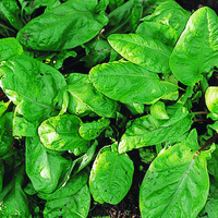 Graines potagères OSEILLE BELLEVILLE (Rumex Acetosa) - Graineterie A. DUCRETTET