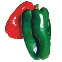 Graines potagères POIVRON ou PIMENT DOUX classique Doux d'Espagne (Capsicum annuum) - Graineterie A. DUCRETTET