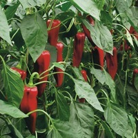 Graines potagères POIVRON ou PIMENT DOUX classique BIO ATRIS F1 - Graineterie A. DUCRETTET