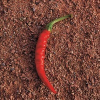 Graines potagères PIMENT BRÛLANT BIO De Cayenne - Graineterie A. DUCRETTET