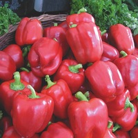  POIVRON ou PIMENT DOUX classique POIVRON ou PIMENT DOUX classique-California Wonder (Capsicum annuum)-Graines non traitées - Graineterie A. DUCRETTET