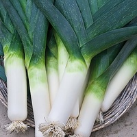 Graines potagères POIREAU Monstreux de Carentan (Allium porrum) - Graineterie A. DUCRETTET