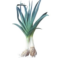 POIREAU POIREAU-Bleu de Solaise (Allium porrum)-Graines non traitées - Graineterie A. DUCRETTET