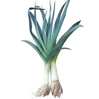 Graines potagères POIREAU BIO Bleu de Solaise (Allium porrum) - Graineterie A. DUCRETTET