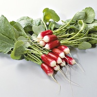 Graines potagères RADIS 1/2 long à bout blanc BIO Flamboyant 2 - Graineterie A. DUCRETTET