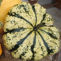 Graines potagères PATISSON Vert et jaune (Cucurbita pepo) - Graineterie A. DUCRETTET