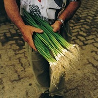 Graines potagères OIGNON BUNCHING PARADE F1 (Allium cepa) - Graineterie A. DUCRETTET