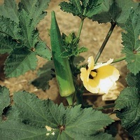 Production maraichère - OKRA DU MEXIQUE - Graineterie A. DUCRETTET