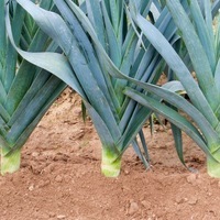  POIREAU POIREAU-Bl. Winter AVANO (Allium porrum)-Graines biologiques certifiées - Graineterie A. DUCRETTET