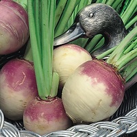 Graines potagères NAVET BLANC GLOBE A COLLET VIOLET (Brassica rapa subsp. rapa) - Graineterie A. DUCRETTET