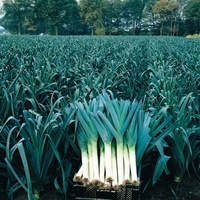  POIREAU POIREAU-Bl. Winter BANDIT (Allium porrum)-Graines prégermées biologiques certifiées - Graineterie A. DUCRETTET