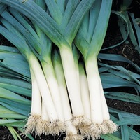 Graines potagères POIREAU BIO Bl. Herfst TADORNA - Graineterie A. DUCRETTET