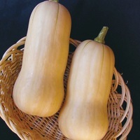 Graines potagères COURGE BUTTERNUT AVALON F1 (Cucurbita Moschata) - Graineterie A. DUCRETTET