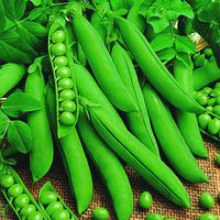Graines potagères POIS PRECOVIL - Graineterie A. DUCRETTET