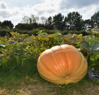 Graines potagères COURGE GEANTE ATLANTIC GIANT (Cucurbita Maxima) - Graineterie A. DUCRETTET