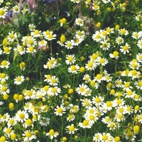 Graines potagères CAMOMILLE ROMAINE (ANTHEMIS NOBILIS) - Graineterie A. DUCRETTET