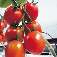 Graines potagères TOMATE ALLONGEE BIO MYRIADE F1 - Graineterie A. DUCRETTET