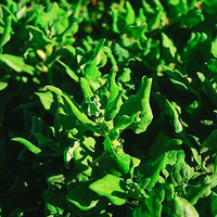  TETRAGONE CORNUE TETRAGONE CORNUE-Epinard de Nouvelle Zélande-Graines biologique certifiées - Graineterie A. DUCRETTET