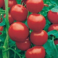 Graines potagères TOMATE RONDE DONA F1 (Solanum lycopersicum) - Graineterie A. DUCRETTET