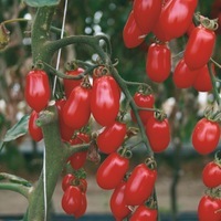 Graines potagères TOMATE CERISE ALIGOTE F1 - Graineterie A. DUCRETTET