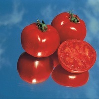Graines potagères TOMATE RONDE MASTER N°2 F1 (Solanum lycopersicum) - Graineterie A. DUCRETTET