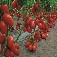 Graines potagères TOMATE ALLONGEE SIR ELYAN F1 - Graineterie A. DUCRETTET