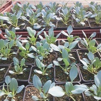 Graines de fleurs MERTENSIA MARITIMA BIO . - Graineterie A. DUCRETTET