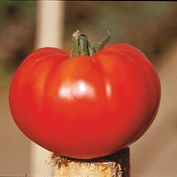 Graines potagères TOMATE CÔTELEE BIO De Marmande VR - Graineterie A. DUCRETTET