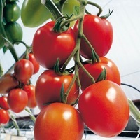 Graines potagères TOMATE ALLONGEE MYRIADE F1 - Graineterie A. DUCRETTET
