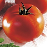 Graines potagères TOMATE RONDE BRENDA F1 (Solanum lycopersicum) - Graineterie A. DUCRETTET