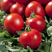  TOMATE RONDE TOMATE RONDE-PAOLA F1 (Solanum lycopersicum)-Graines biologiques certifiées - Graineterie A. DUCRETTET