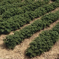  PERSIL PERSIL-Frisé vert foncé race FRISOR (Petroselinum crispum)-Graines non traitées - Graineterie A. DUCRETTET