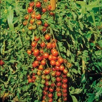  TOMATE CERISE TOMATE CERISE-SWEET MILLION F1 (Solanum lycopersicum)-Graines non traitées - Graineterie A. DUCRETTET