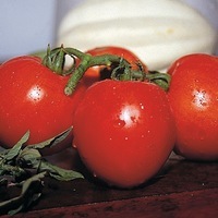 Graines potagères TOMATE DE PLEIN CHAMP TYFRANE F1 (Solanum lycopersicum) - Graineterie A. DUCRETTET