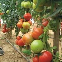 Graines potagères TOMATE RONDE FOURNAISE F1 (Solanum lycopersicum) - Graineterie A. DUCRETTET