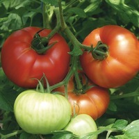 Graines potagères TOMATE CÔTELEE BIO CONTRY TASTE F1 - Graineterie A. DUCRETTET