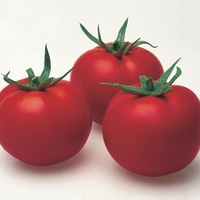 Graines potagères TOMATE CÔTELEE BIO FIORENTINO F1 - Graineterie A. DUCRETTET