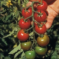  TOMATE CERISE TOMATE CERISE-SUPER SWEET 100 F1 (Solanum lycopersicum)-Graines non traitées - Graineterie A. DUCRETTET