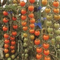  TOMATE CERISE TOMATE CERISE-SUNGOLD F1 (Solanum lycopersicum)-Graines non traitées - Graineterie A. DUCRETTET