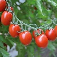  TOMATE CERISE TOMATE CERISE-TUTTI FRUTTI F1 (Solanum lycopersicum)-Graines non traitées - Graineterie A. DUCRETTET