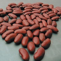 Graines potagères HARICOT NAIN A ECOSSER BIO Canadian Wonder (RED KIDNEY) - Graineterie A. DUCRETTET