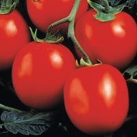 Graines potagères TOMATE DE PLEIN CHAMP GRANDIMAT F1 (Solanum lycopersicum) - Graineterie A. DUCRETTET